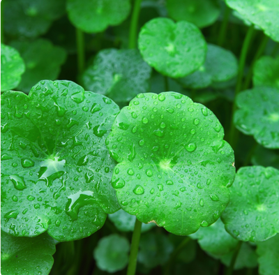 Centella Asiatica